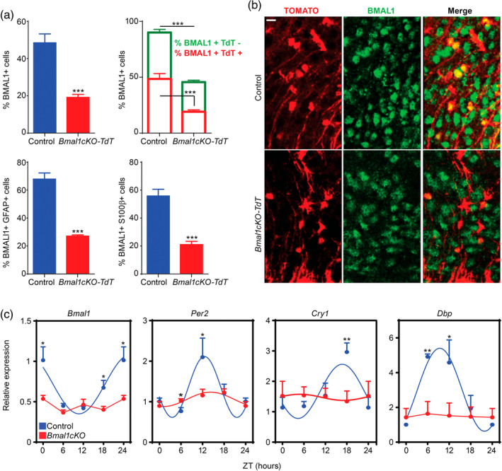 An external file that holds a picture, illustration, etc.
Object name is GLIA-68-1131-g003.jpg