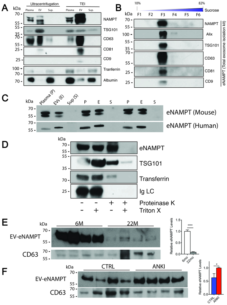 An external file that holds a picture, illustration, etc.
Object name is nihms-1530222-f0007.jpg