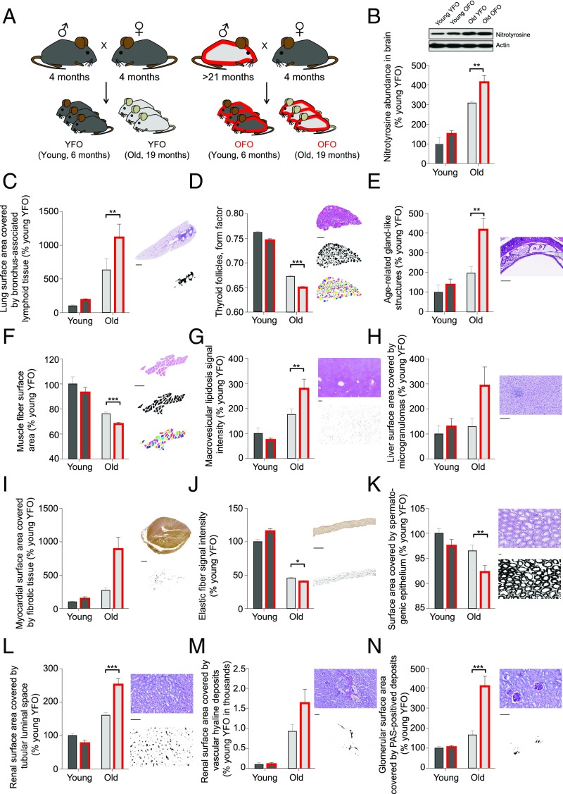 An external file that holds a picture, illustration, etc.
Object name is pnas.1707337115fig02.jpg