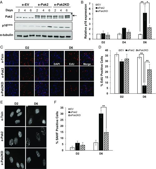 An external file that holds a picture, illustration, etc.
Object name is pnas.1903847116fig02.jpg