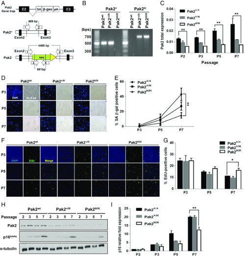 An external file that holds a picture, illustration, etc.
Object name is pnas.1903847116fig04.jpg