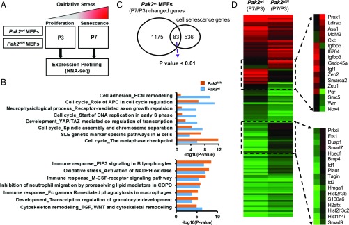 An external file that holds a picture, illustration, etc.
Object name is pnas.1903847116fig05.jpg