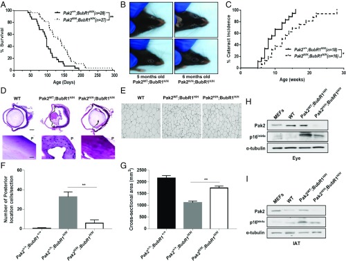 An external file that holds a picture, illustration, etc.
Object name is pnas.1903847116fig06.jpg