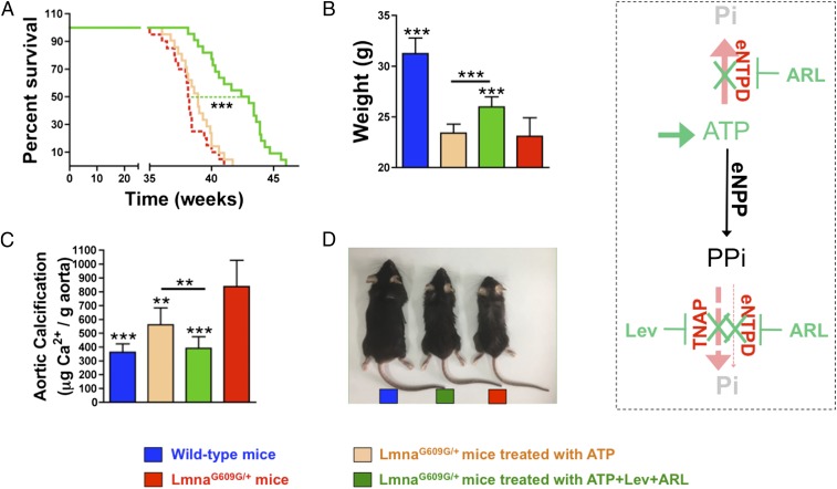 An external file that holds a picture, illustration, etc.
Object name is pnas.1910972116fig04.jpg