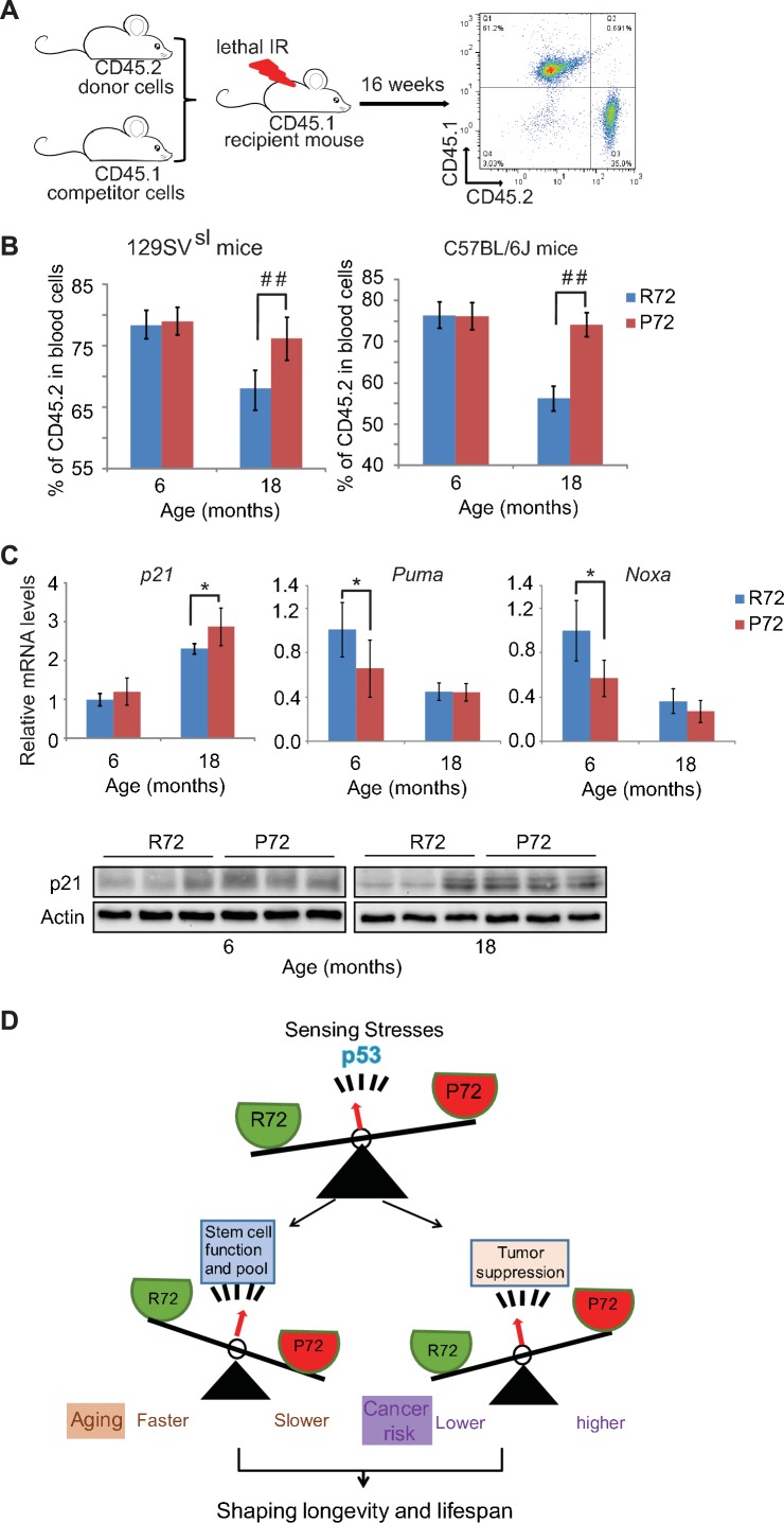 An external file that holds a picture, illustration, etc.
Object name is elife-34701-fig6.jpg