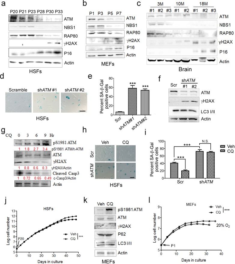 An external file that holds a picture, illustration, etc.
Object name is elife-34836-fig1.jpg