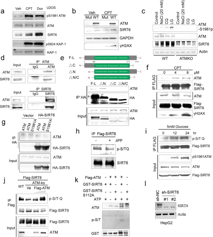 An external file that holds a picture, illustration, etc.
Object name is elife-34836-fig3-figsupp1.jpg