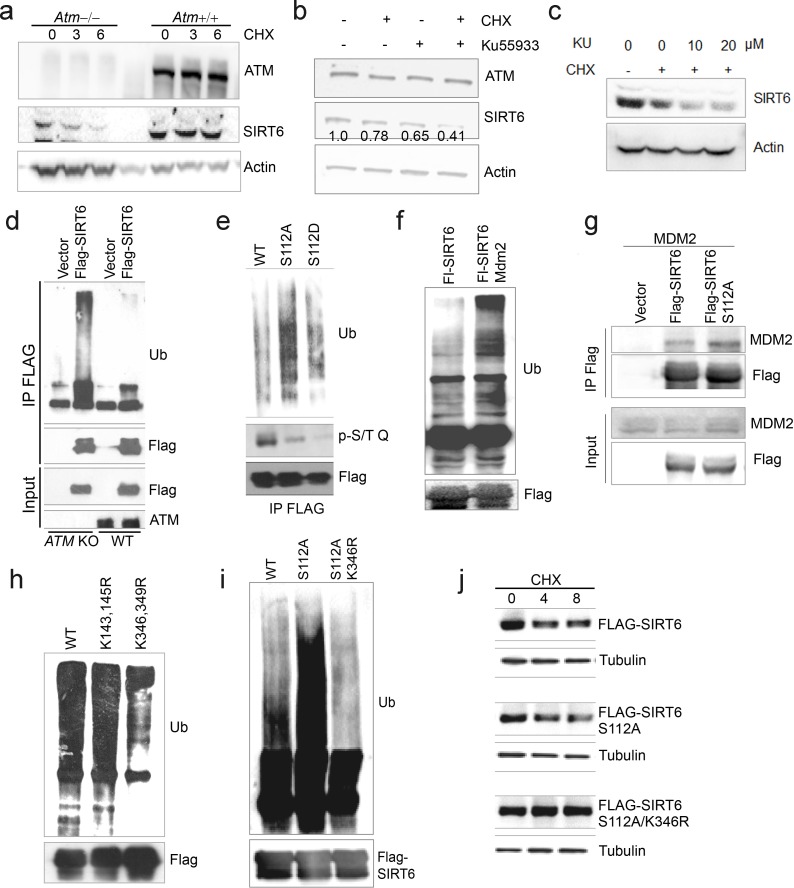 An external file that holds a picture, illustration, etc.
Object name is elife-34836-fig4-figsupp1.jpg