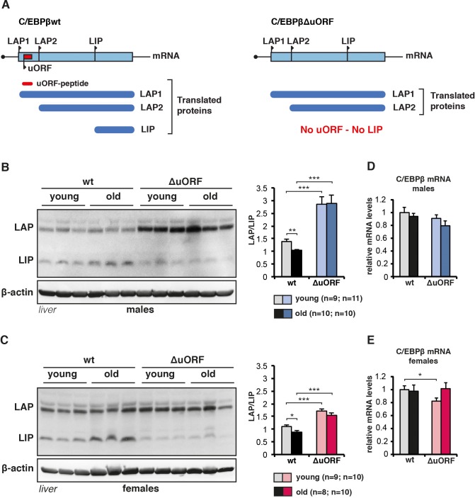 An external file that holds a picture, illustration, etc.
Object name is elife-34985-fig1.jpg