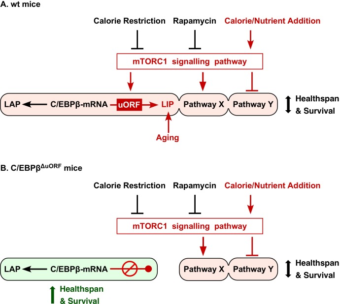 An external file that holds a picture, illustration, etc.
Object name is elife-34985-fig8.jpg